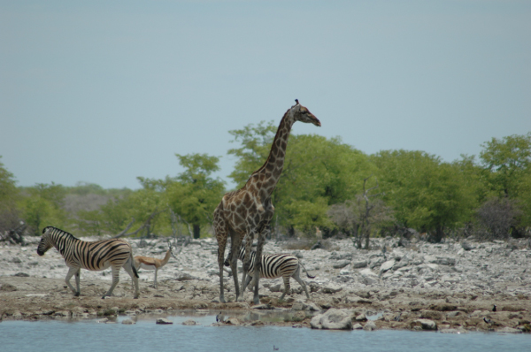 06 Etosha National Park-106