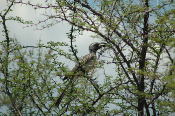 06 Etosha National Park-107
