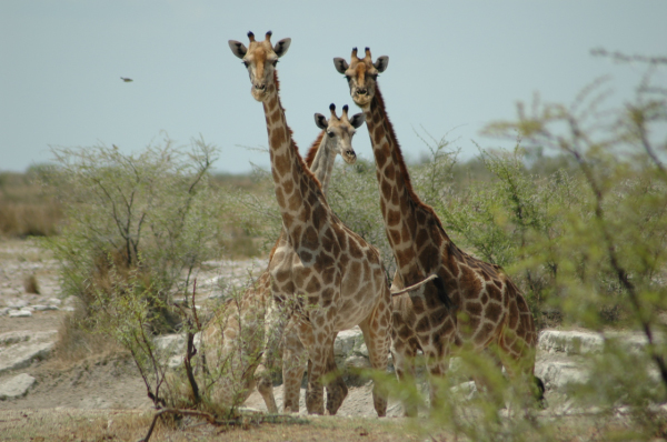 06 Etosha National Park-108