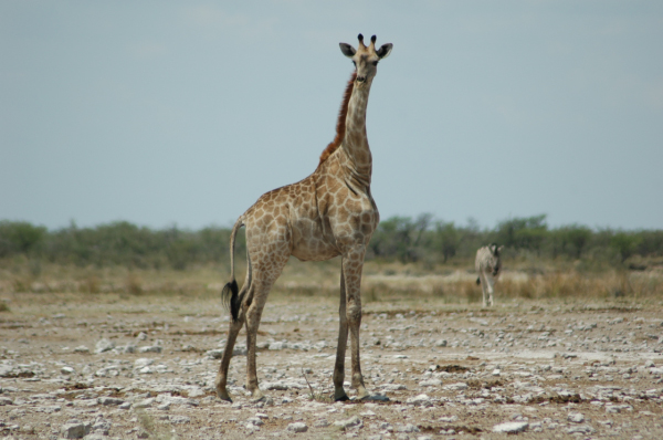 06 Etosha National Park-109