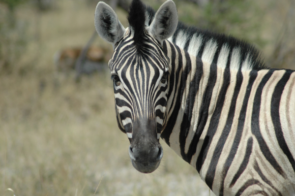 06 Etosha National Park-110
