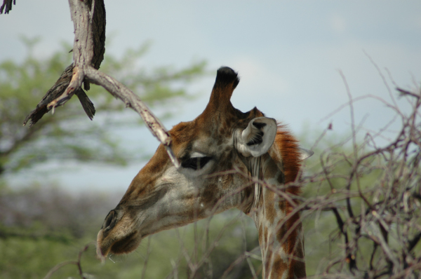 06 Etosha National Park-112