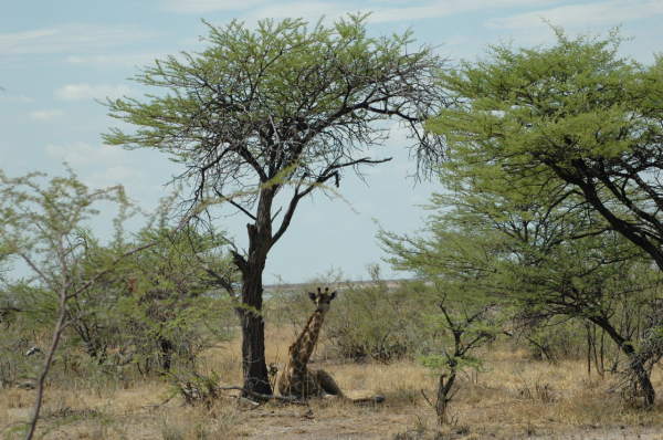 06 Etosha National Park-113