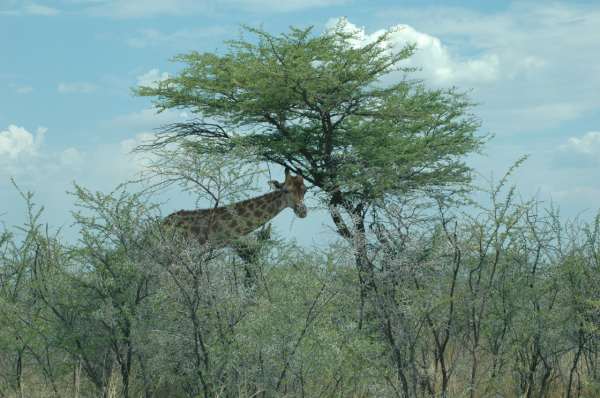 06 Etosha National Park-114