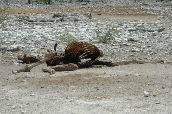 06 Etosha National Park-115