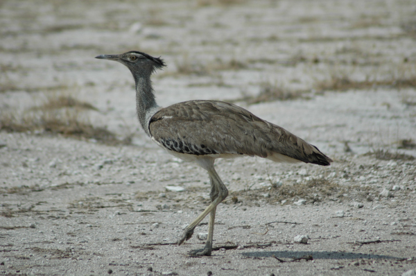 06 Etosha National Park-116