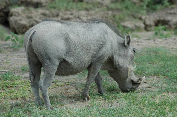 06 Etosha National Park-119