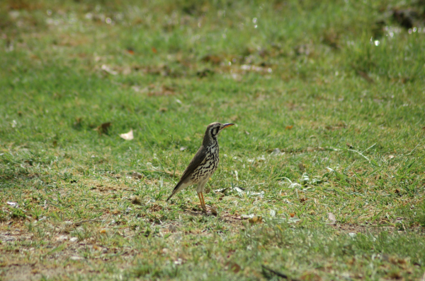 06 Etosha National Park-120