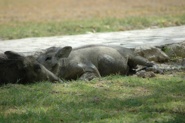 06 Etosha National Park-121
