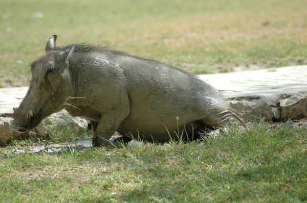 06 Etosha National Park-122