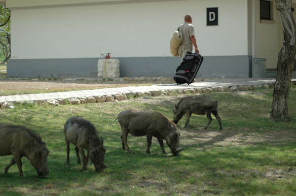 06 Etosha National Park-123