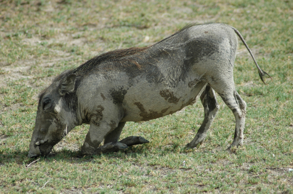 06 Etosha National Park-125