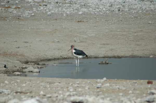 06 Etosha National Park-126