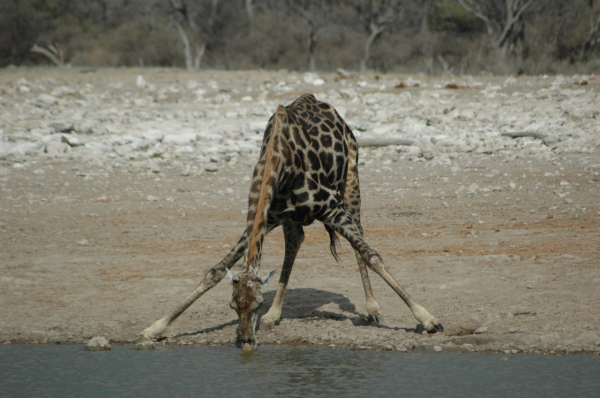 06 Etosha National Park-127