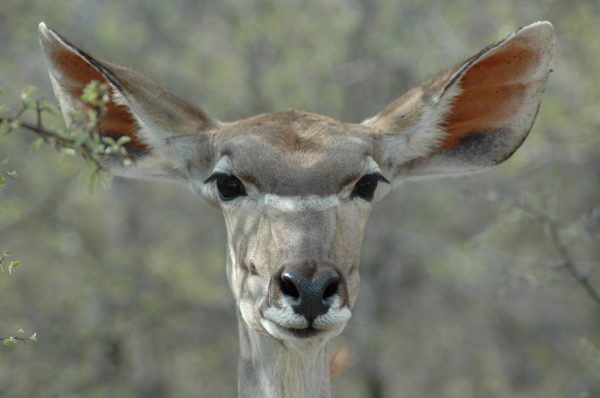 06 Etosha National Park-128