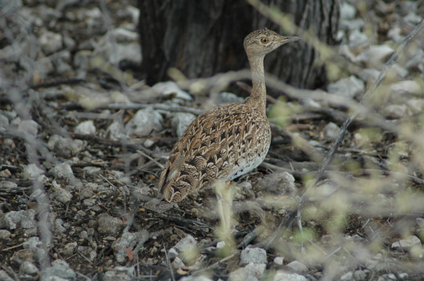 06 Etosha National Park-129