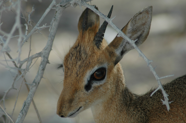 06 Etosha National Park-130