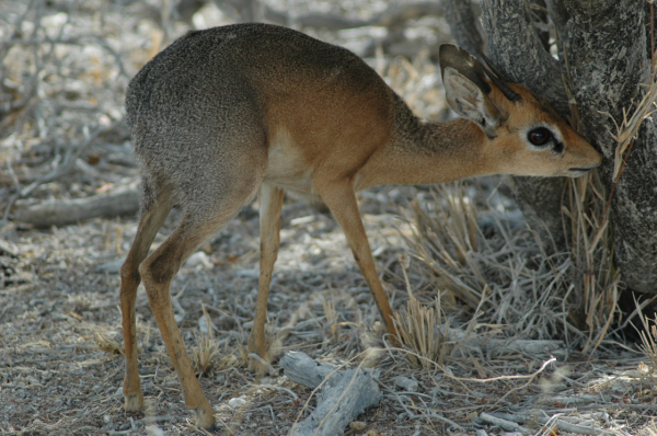 06 Etosha National Park-131