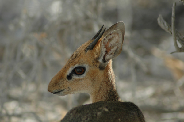 06 Etosha National Park-132