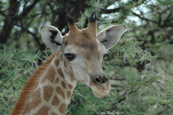 06 Etosha National Park-133