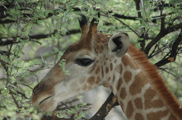 06 Etosha National Park-134