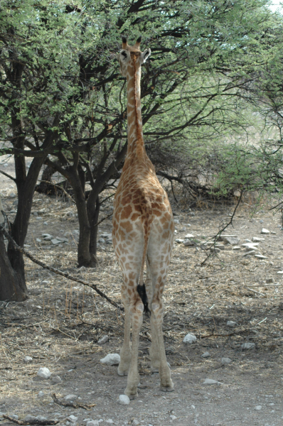 06 Etosha National Park-135