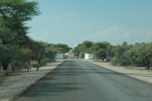 06 Etosha National Park-136