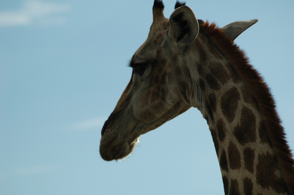 06 Etosha National Park-137