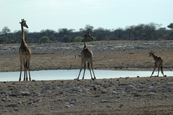 06 Etosha National Park-138