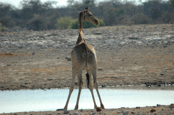 06 Etosha National Park-139