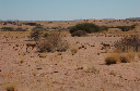 05 Damaraland-29