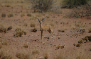 05 Damaraland-30