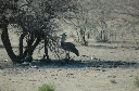 06 Etosha National Park-001