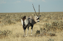 06 Etosha National Park-006
