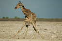 06 Etosha National Park-008