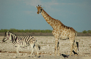 06 Etosha National Park-009