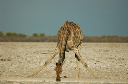 06 Etosha National Park-010