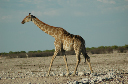 06 Etosha National Park-011