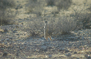06 Etosha National Park-012