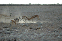 06 Etosha National Park-023