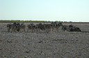06 Etosha National Park-025