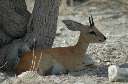 06 Etosha National Park-026