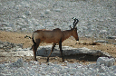 06 Etosha National Park-029