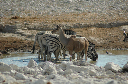 06 Etosha National Park-030