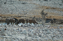06 Etosha National Park-031