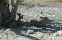 06 Etosha National Park-034