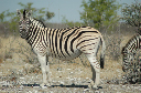 06 Etosha National Park-036