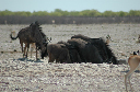 06 Etosha National Park-038