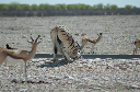 06 Etosha National Park-039