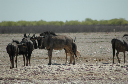 06 Etosha National Park-040
